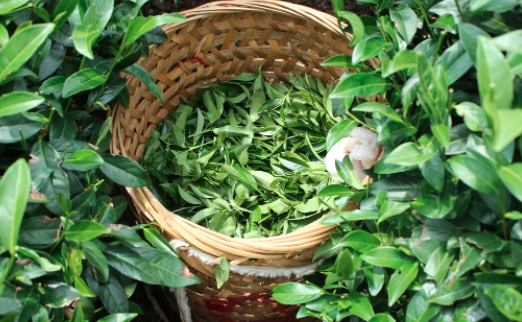 海南自治州茶叶及茶制品检测,茶叶及茶制品检测费用,茶叶及茶制品检测机构,茶叶及茶制品检测项目